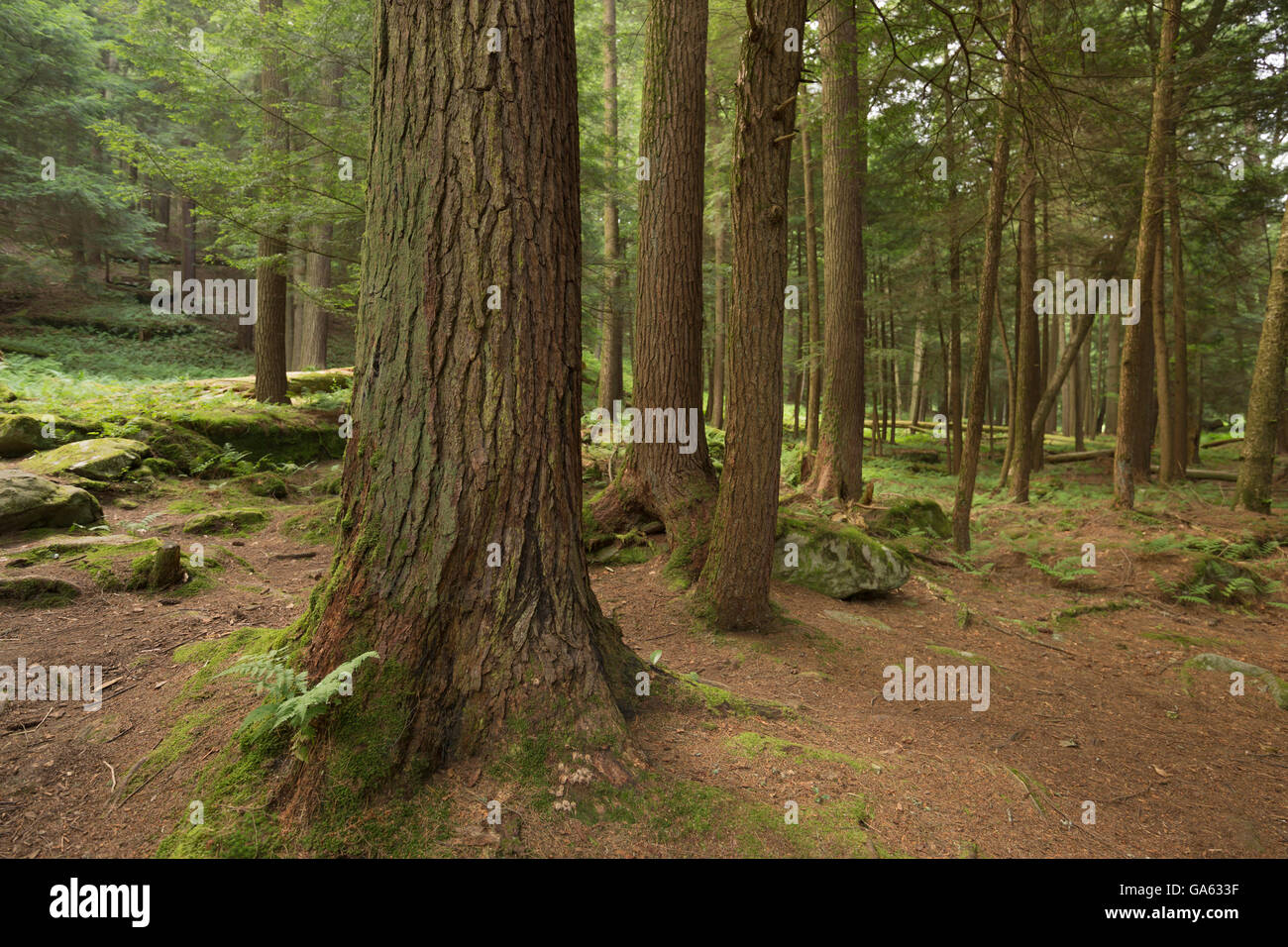 Vecchio bianco di crescita di pini e di alberi di HEMLOCK LONGFELLOW TRAIL Cattedrale di foresta naturale nazionale cuoco LANDMARK FOREST PENNSYLVANIA USA Foto Stock