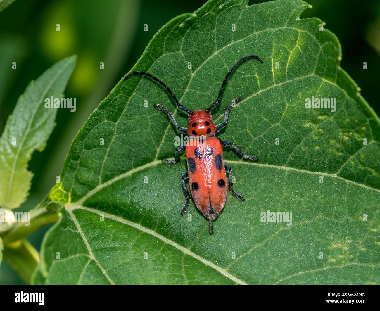 Longhorn coleotteri,Cerambycidae; anche noto come long-cornuto o longhorn coleotteri o longicorns,insetti,beetle,foglie,l'estate,impianto Foto Stock