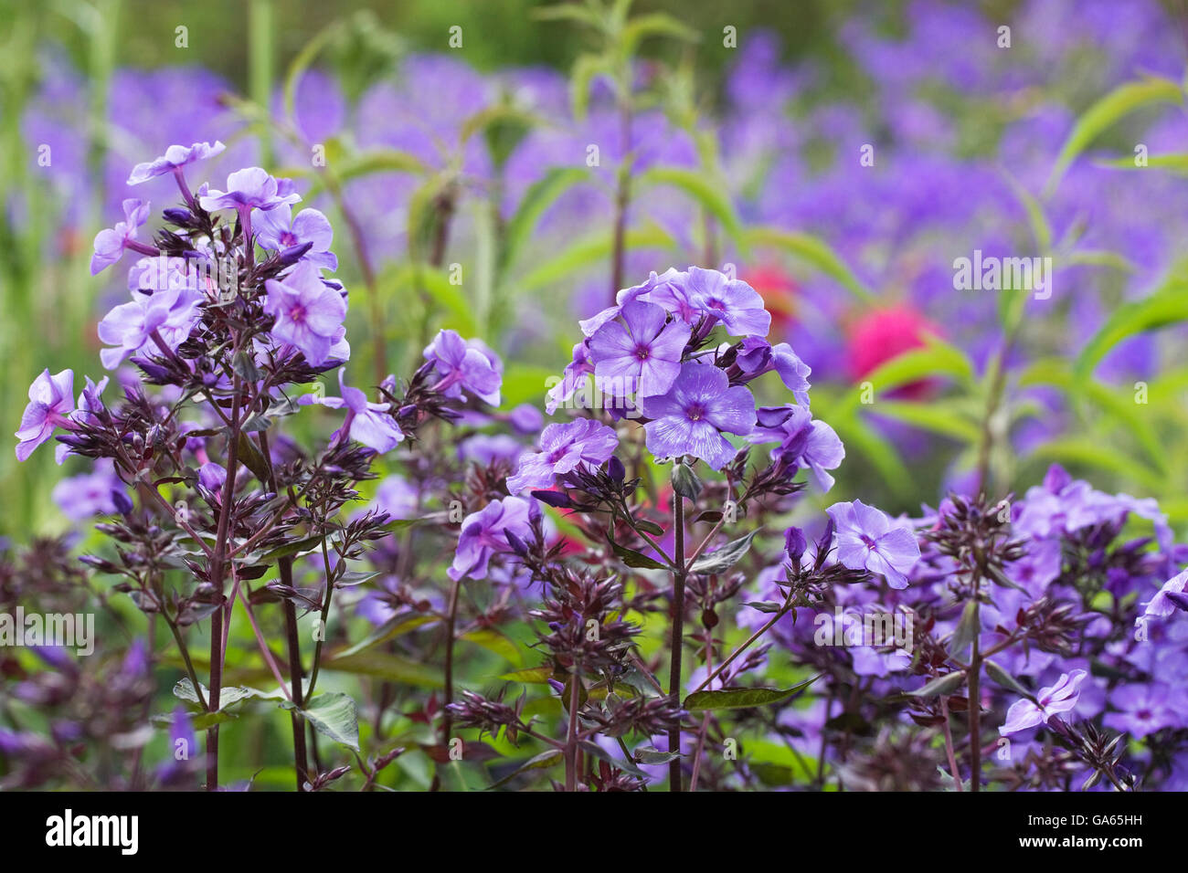 Phlox paniculata 'Blue Paradise'' Foto Stock