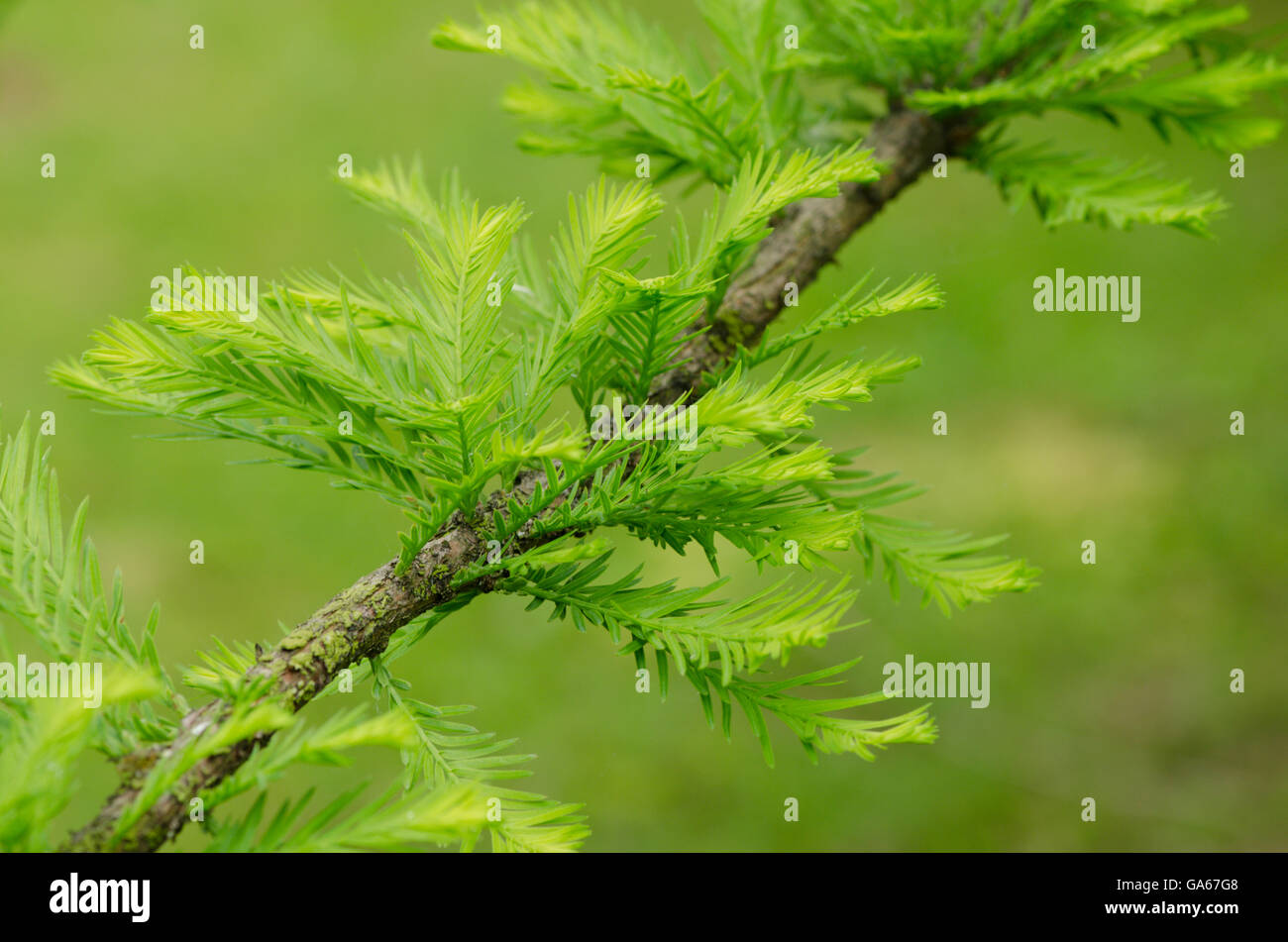Palude cipresso o cipresso calvo [Taxodium distichum] aghi decidui, UK. Giugno Foto Stock