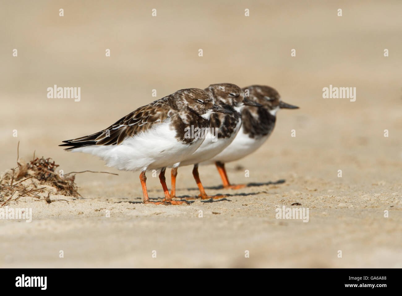 Voltapietre (Arenaria interpres) tre in una fila sulla spiaggia, penisola di Bolivar, Texas, Stati Uniti d'America Foto Stock