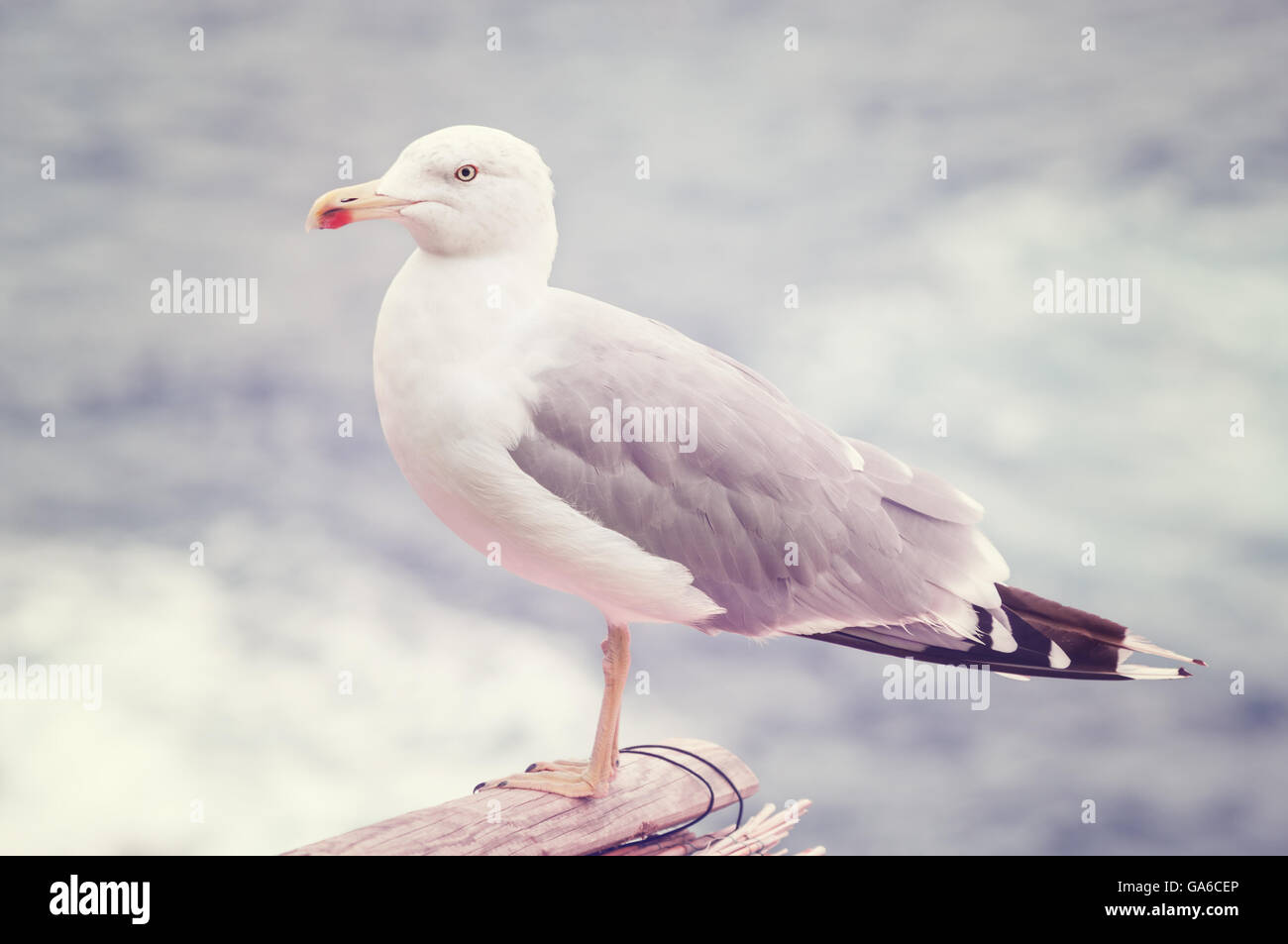 Seagull bird closeup. Foto Stock