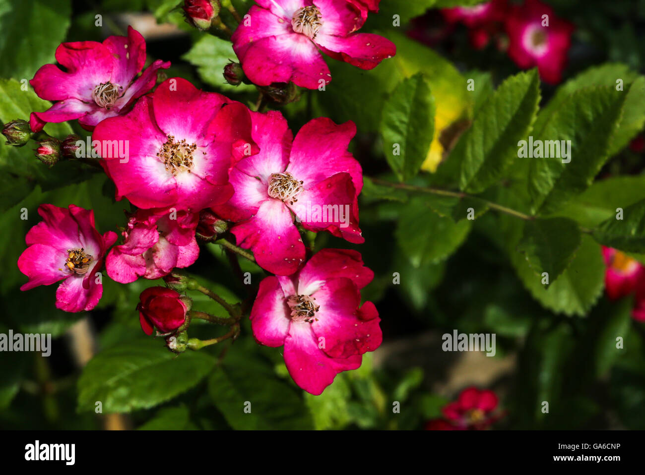Il vecchio stile red rose rampicanti bellissimi fiori Foto Stock