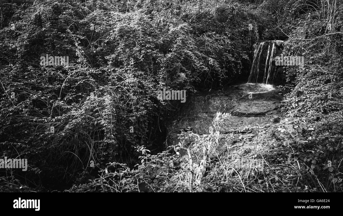 Cascata di un ruscello di montagna nella fitta vegetazione. Foto Stock