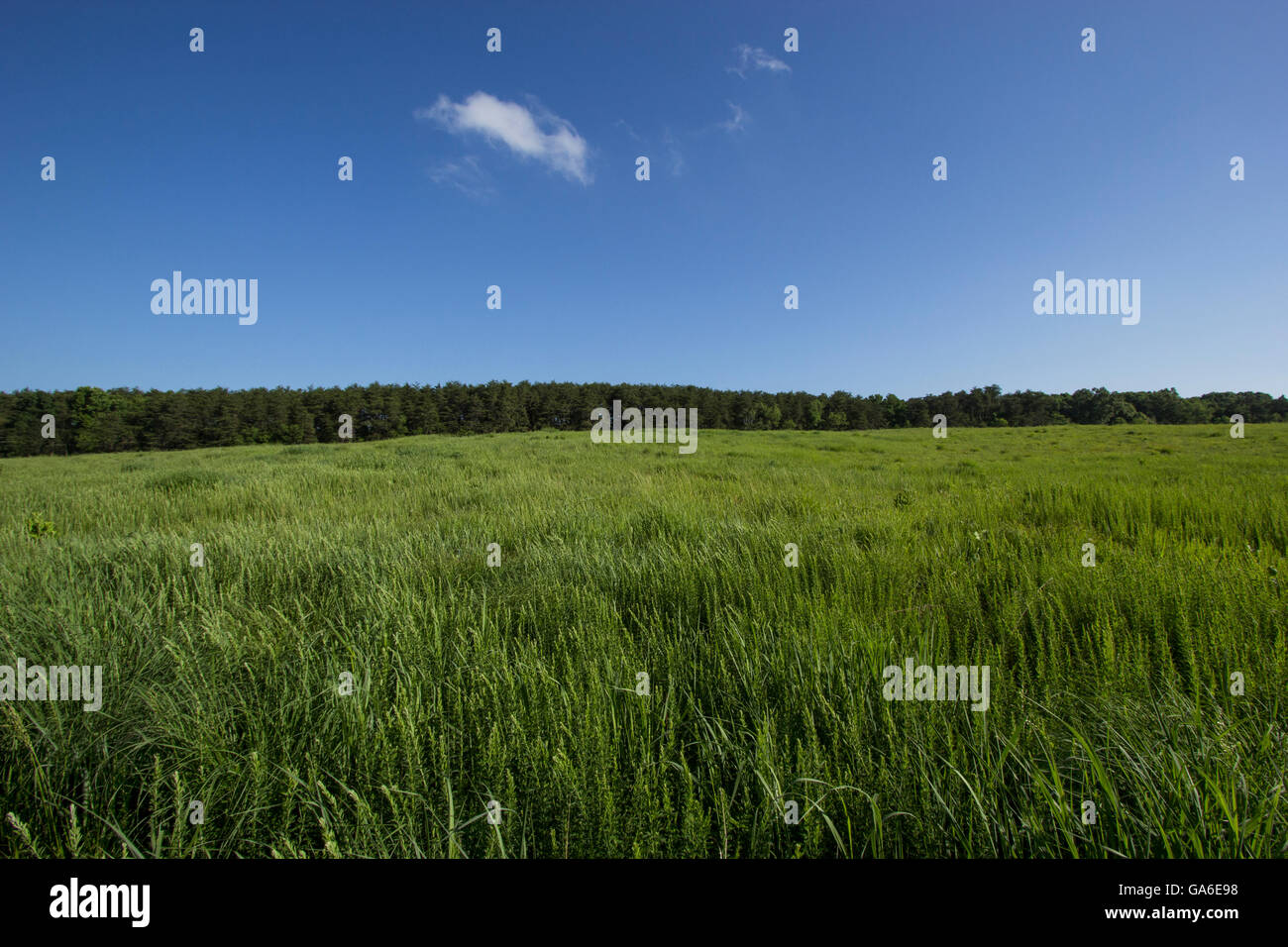 Un campo di lunga verde erbe sotto un luminoso cielo blu. Foto Stock