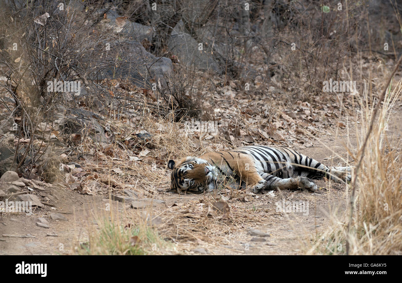 L'immagine della tigre ( Panthera tigris ) T57 è stato preso in Ranthambore, India Foto Stock