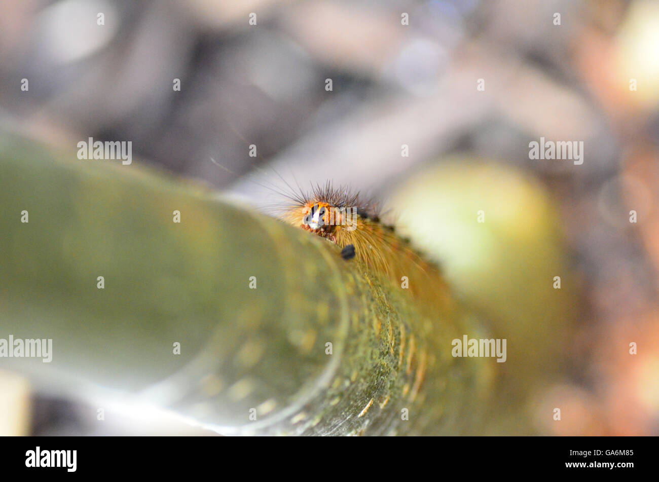 Caterpillar su un albero in un giardino di Londra REGNO UNITO Foto Stock