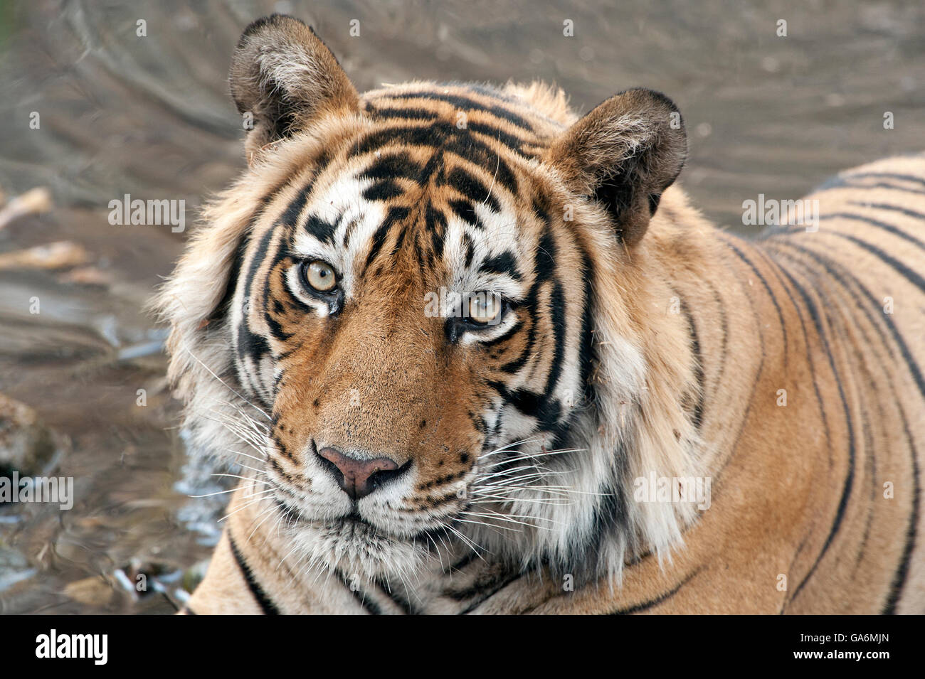 L'immagine della tigre ( Panthera tigris ) T57 è stato preso in Ranthambore, India Foto Stock