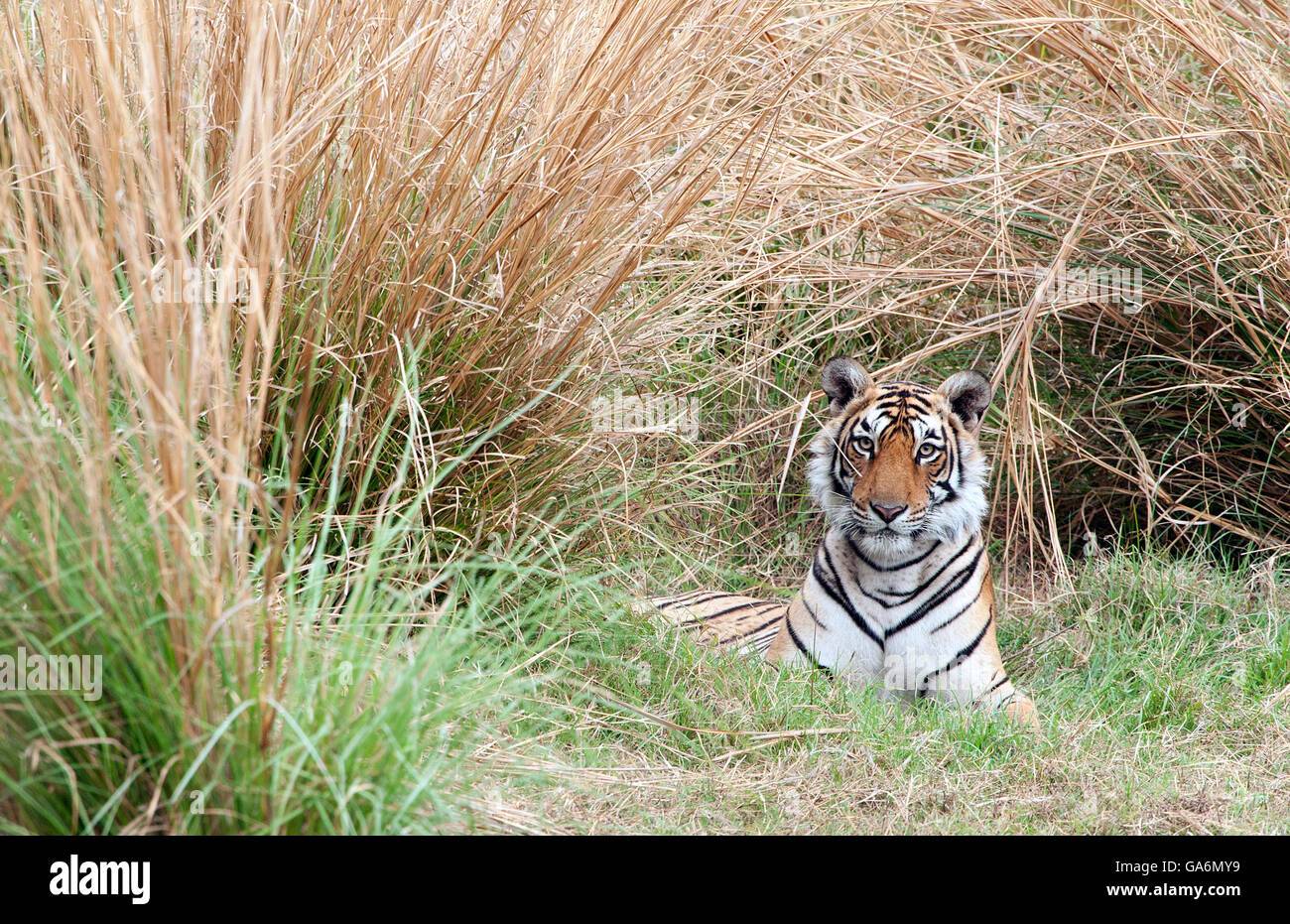 L'immagine della tigre ( Panthera tigris ) T84, Arrowhead è stato preso in Ranthambore, India Foto Stock