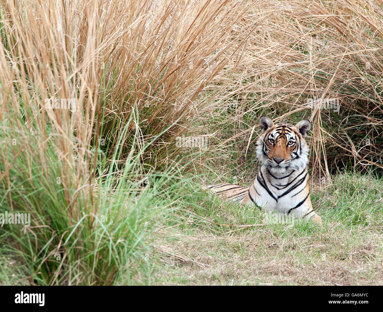 L'immagine della tigre ( Panthera tigris ) T84, Arrowhead è stato preso in Ranthambore, India Foto Stock