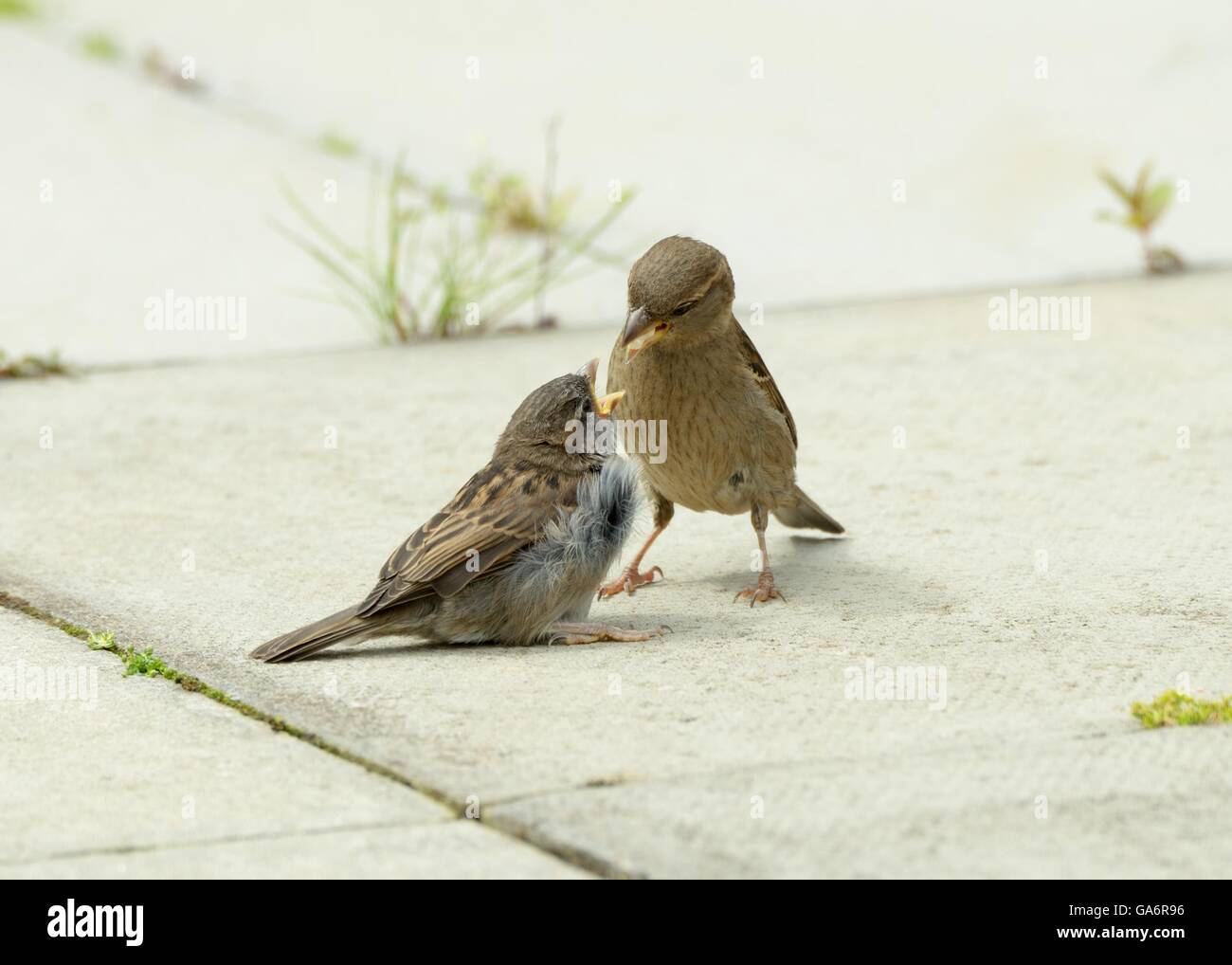 Passera femminile (Passer domesticus) che alimenta l'uccello giovanile Foto Stock