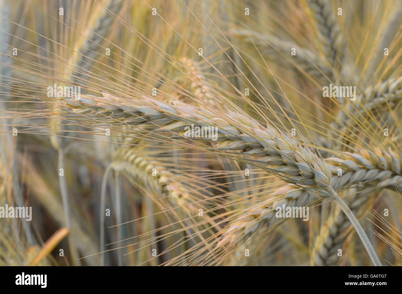 Campo di cereali sul giorno di estate Foto Stock