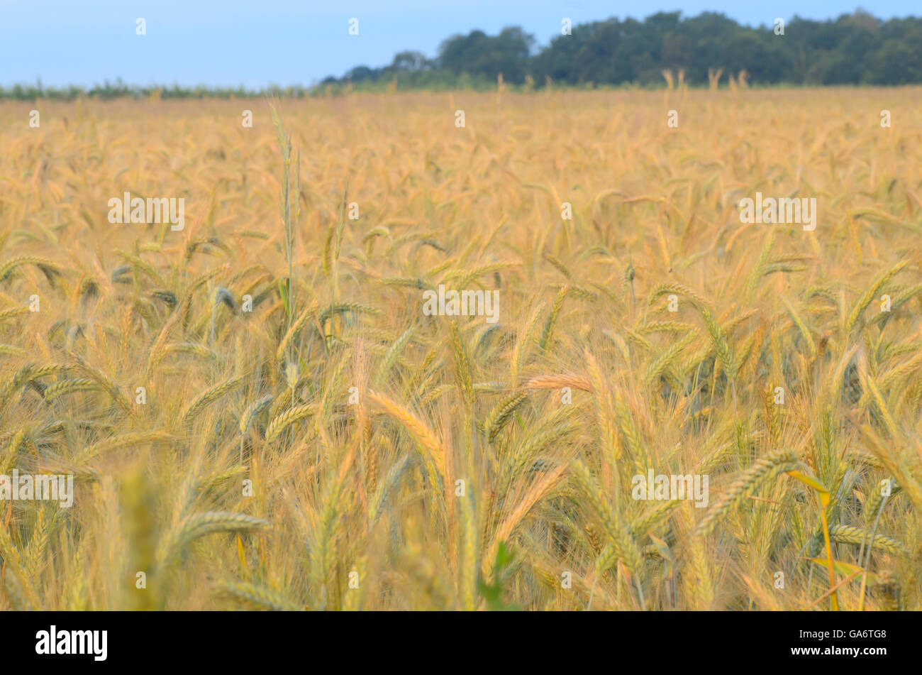Campo di cereali sul giorno di estate Foto Stock