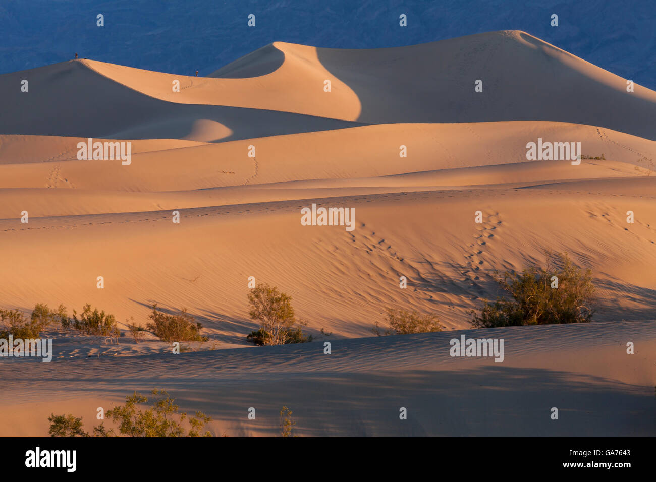 Mesquite dune di sabbia nel Parco Nazionale della Valle della Morte, CALIFORNIA, STATI UNITI D'AMERICA Foto Stock