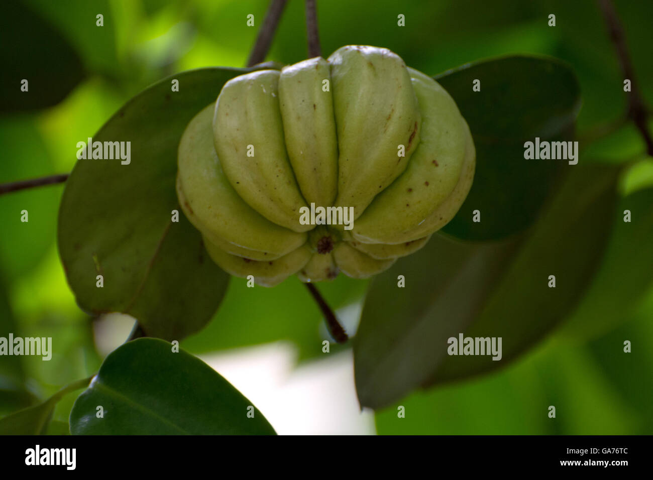 Spice, Garcinia, verde, texture, lo strato Foto Stock
