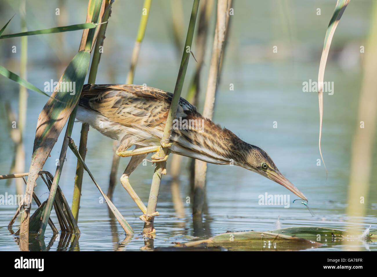Tarabusino (Ixobrychus minutus) Foto Stock