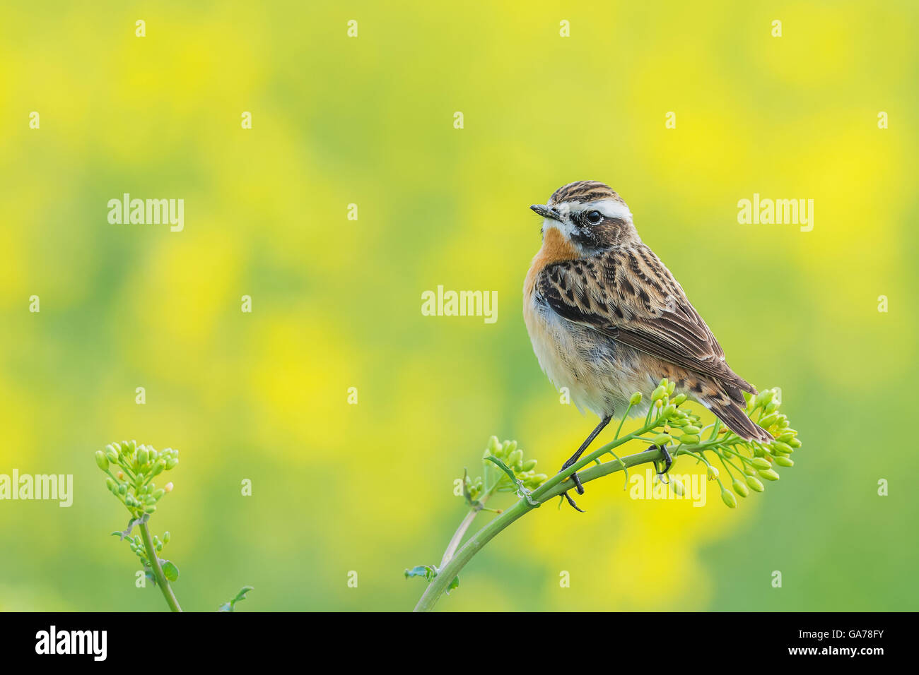 Braunkehlchen (Saxicola rubetra) Foto Stock