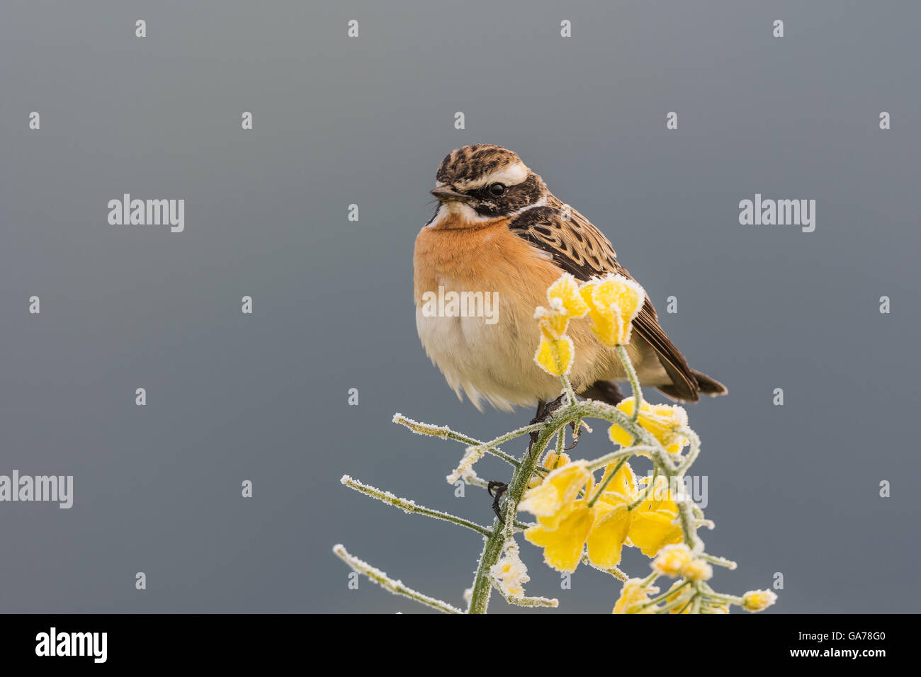 Braunkehlchen (Saxicola rubetra) Foto Stock