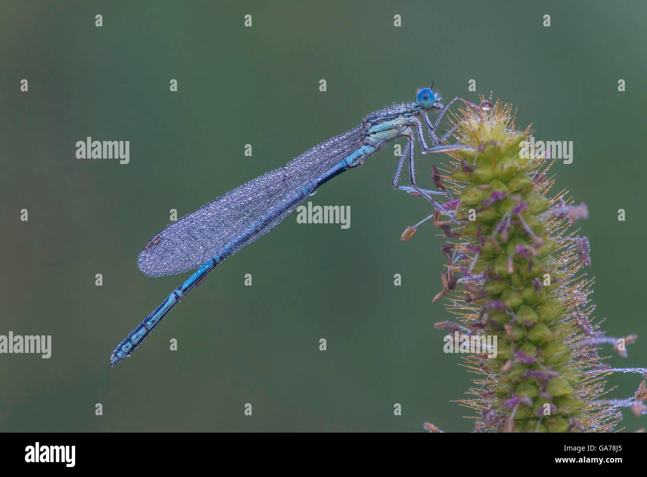 Blaue Federlibelle (Platycnemis pennipes) bianco-gambe o Damselfly Featherleg blu Foto Stock