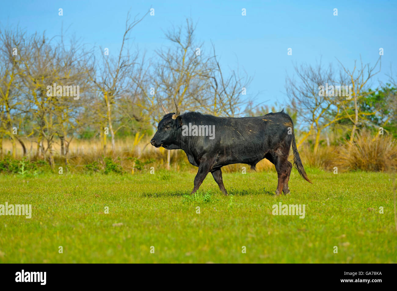 Camarguestier (Bos primigenius taurus) toro Camargue Foto Stock