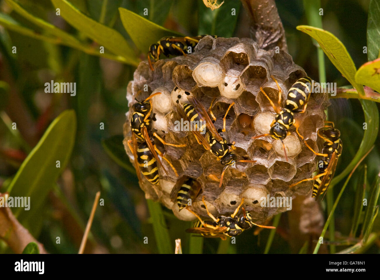 Feldwespe, Polistes gallicus, carta Wasp Foto Stock