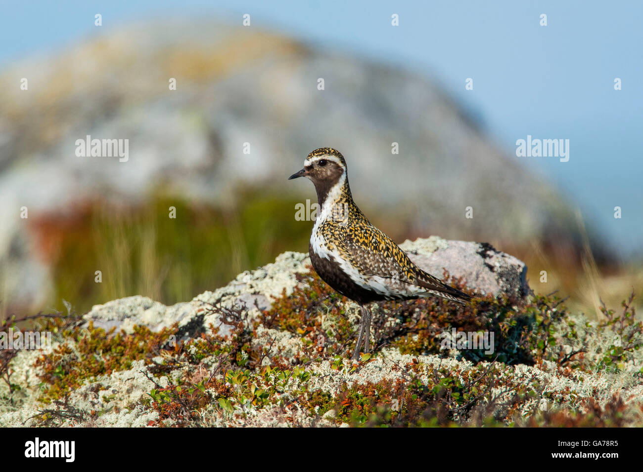 Goldregenpfeifer (Pluvialis apricaria) European Golden Plover Foto Stock