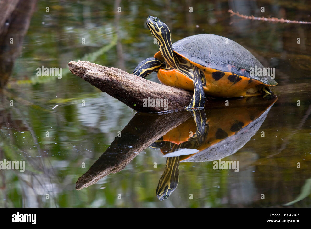 Rotbauch Schmuckschildkroete, Pseudemys nelsoni, rosso tartaruga panciuto Foto Stock