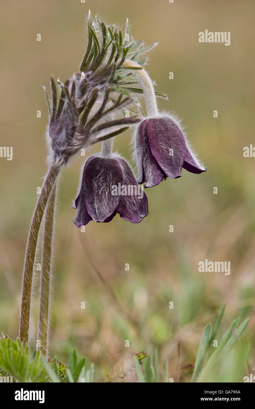 Kuhschelle-schwarze (Pulsatilla nigricans) anemone di Prato Foto Stock