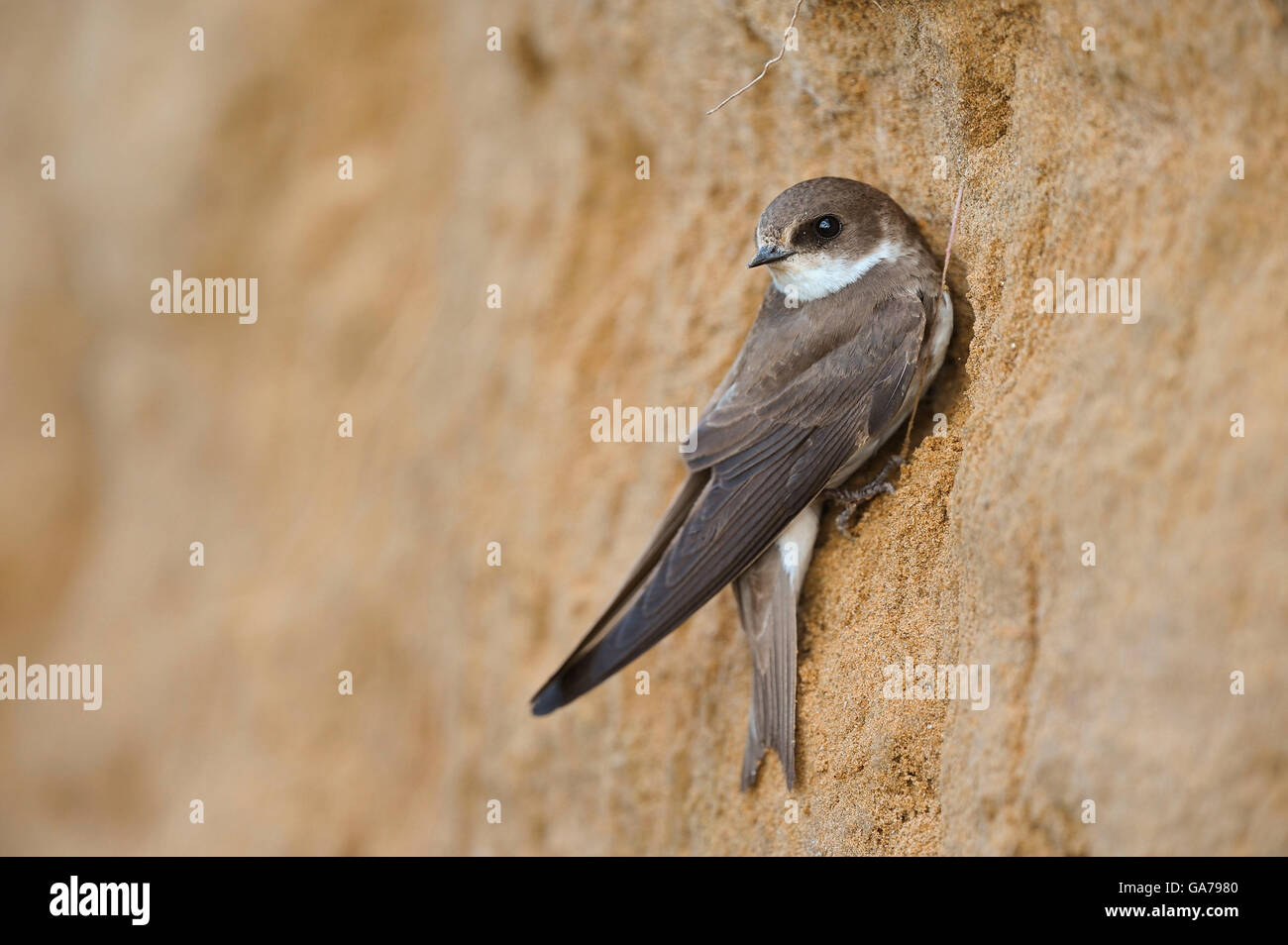 Uferschwalbe, Riparia Riparia, sabbia Martin Foto Stock