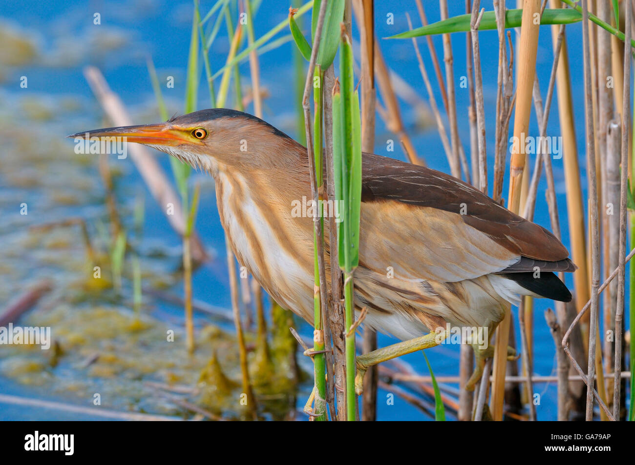 Zwergdommel, Ixobrychus minutus, tarabusino, femmina Foto Stock