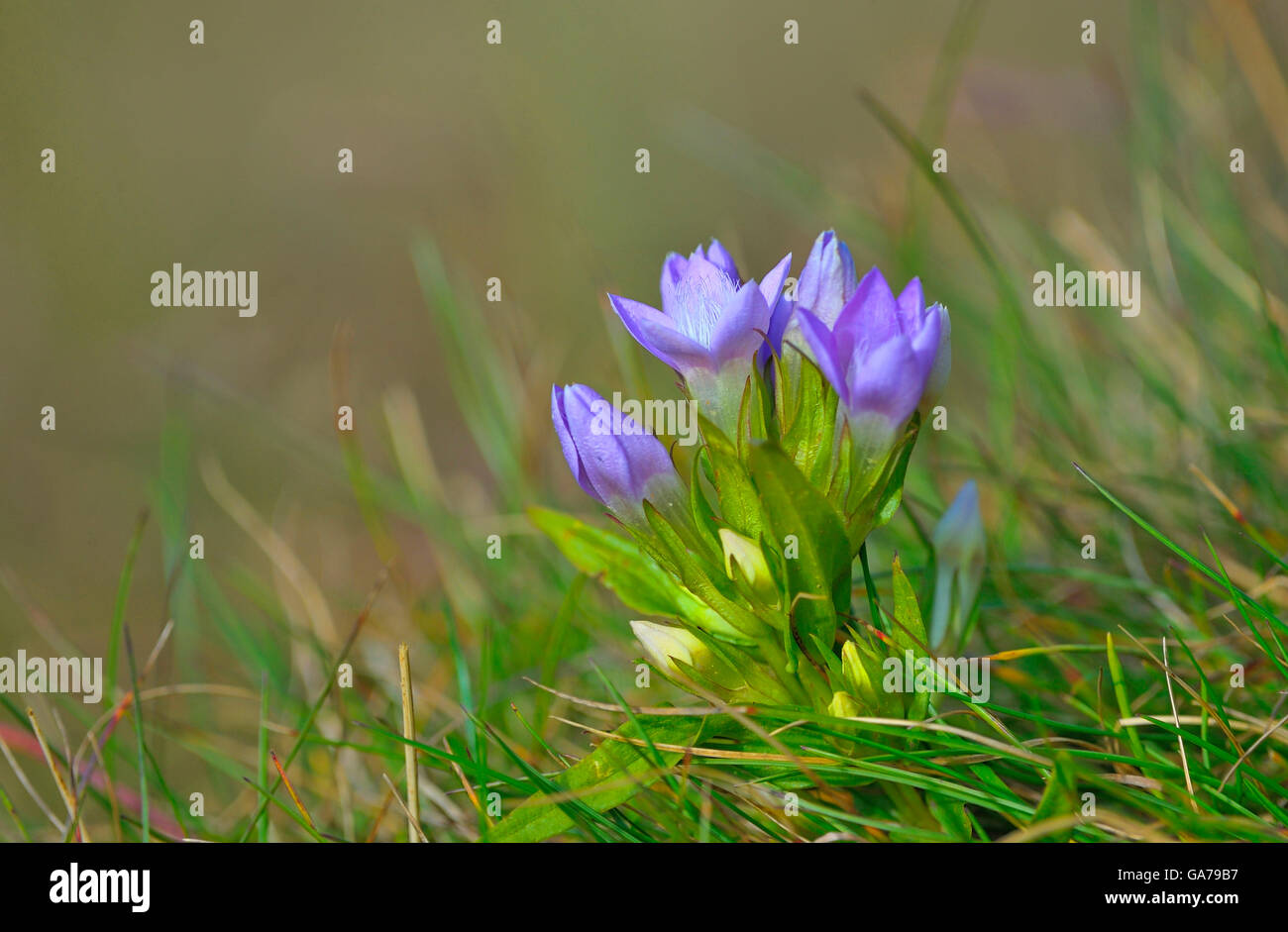 Chiltern Genziana Foto Stock