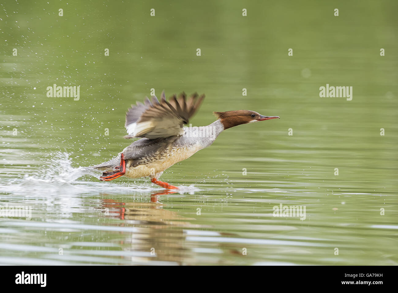 Comune (Merganser Mergus merganser) Foto Stock