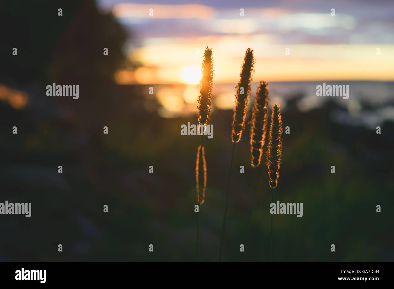 Primo piano su erba reed orecchi contro il tramonto, tramonto sfondo astratto Foto Stock