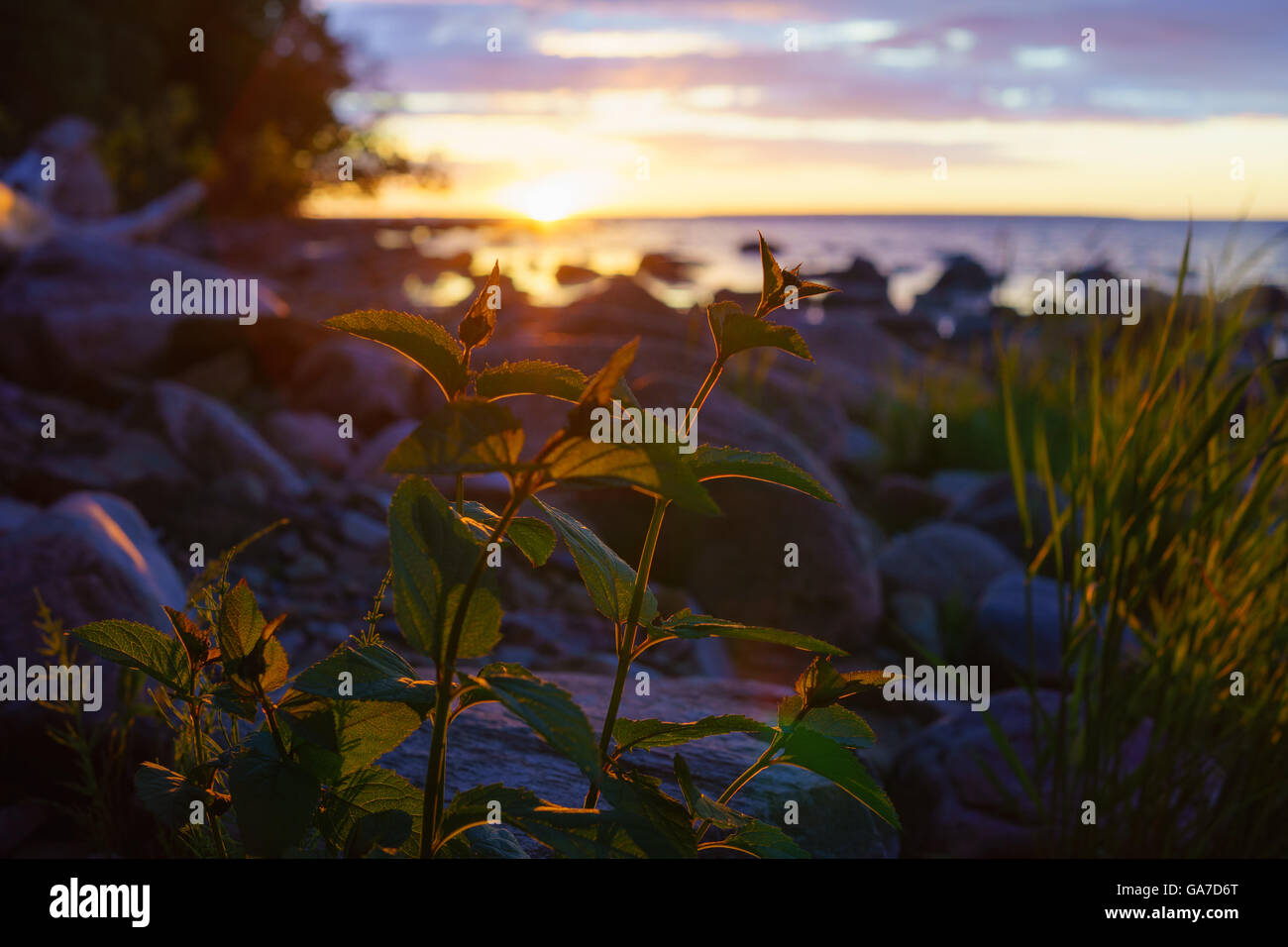 Silhouette di erba al tramonto tramonto sulla Costa sassosa su sfondo sfocato Foto Stock