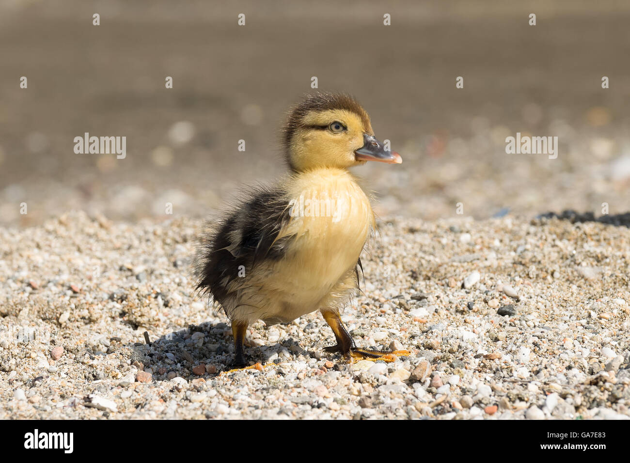 Ritratto di un simpatico baby duck. Foto Stock