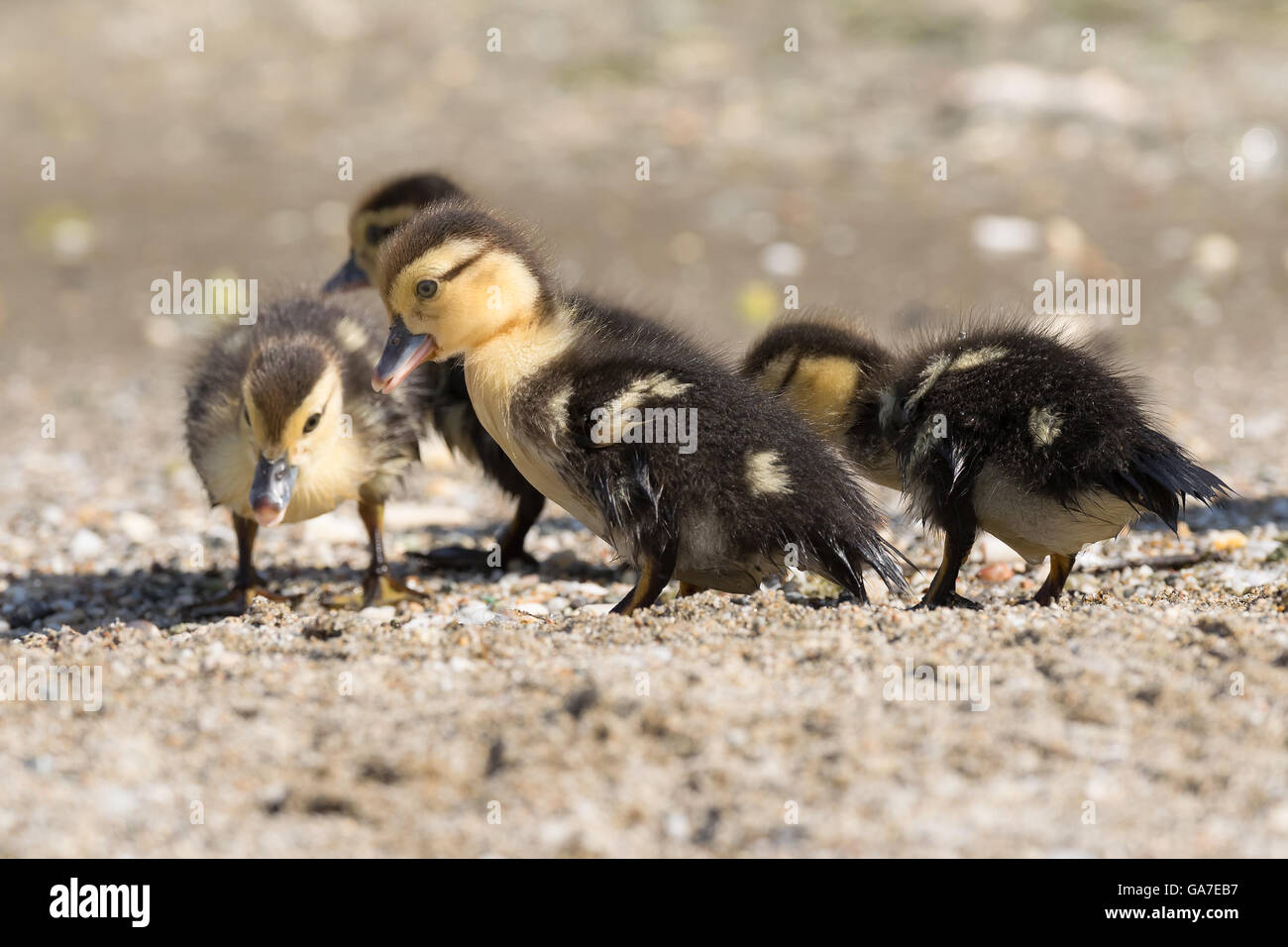 Poco anatre divertendosi in una spiaggia. Foto Stock
