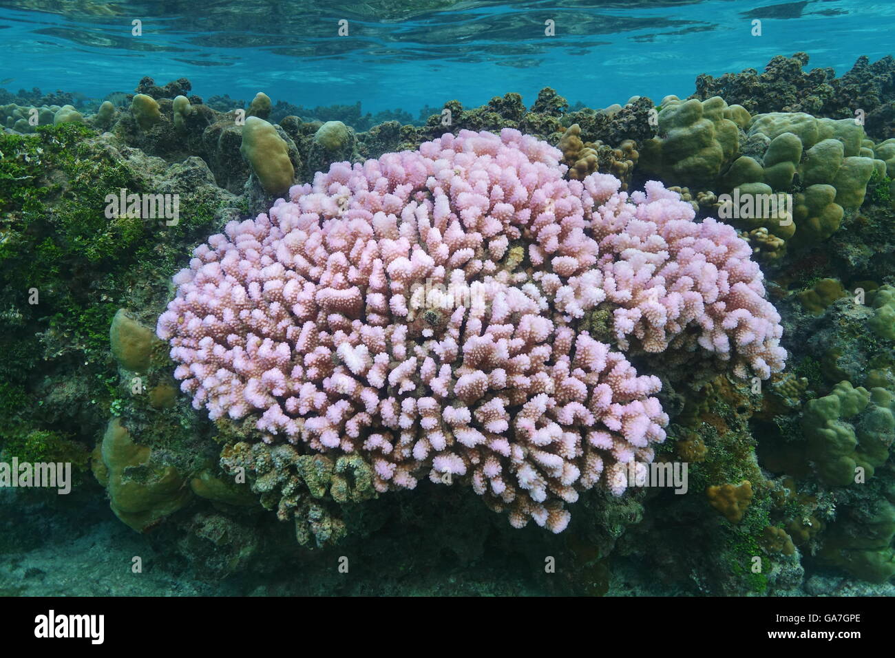 Rosa corallo cavolfiore Pocillopora in acque poco profonde, oceano pacifico, Polinesia Francese Foto Stock