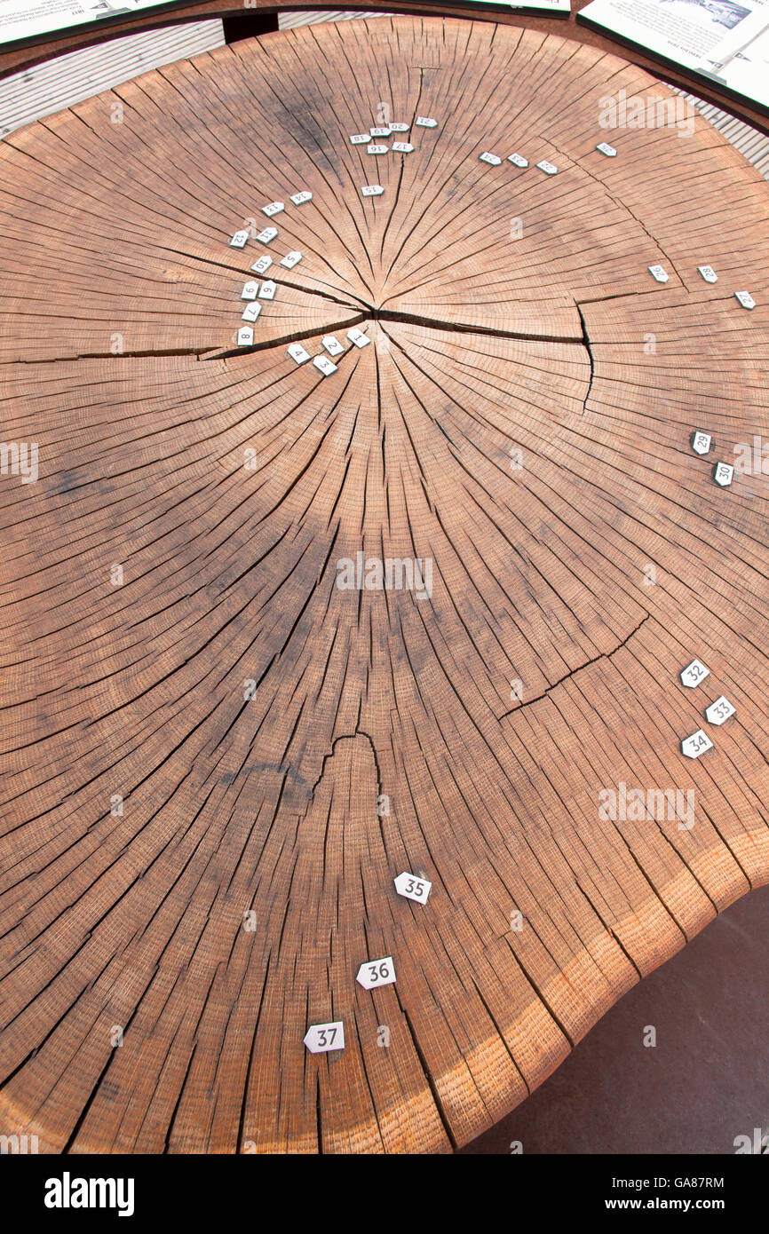 L'Europa, in Germania, in Renania settentrionale-Vestfalia, Bergisches Land regione, Waldbroel, albero a disco contrassegnato con anelli annuali sul misuratore 40 h Foto Stock