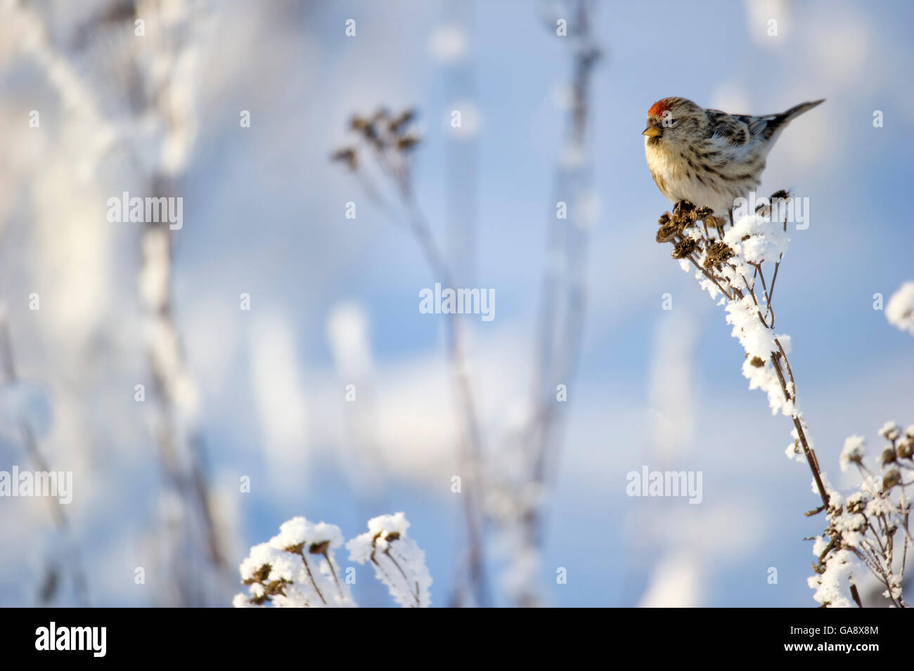 Arctic Redpoll (Carduelis hornemanni) arroccato su frosty impianto, Finlandia. Febbraio. Foto Stock