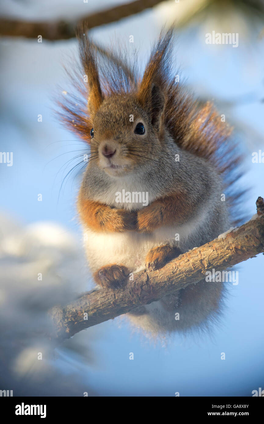 Eurasian red scoiattolo (Sciurus vulgaris) seduto sul ramo di albero, Finlandia. Febbraio. Foto Stock