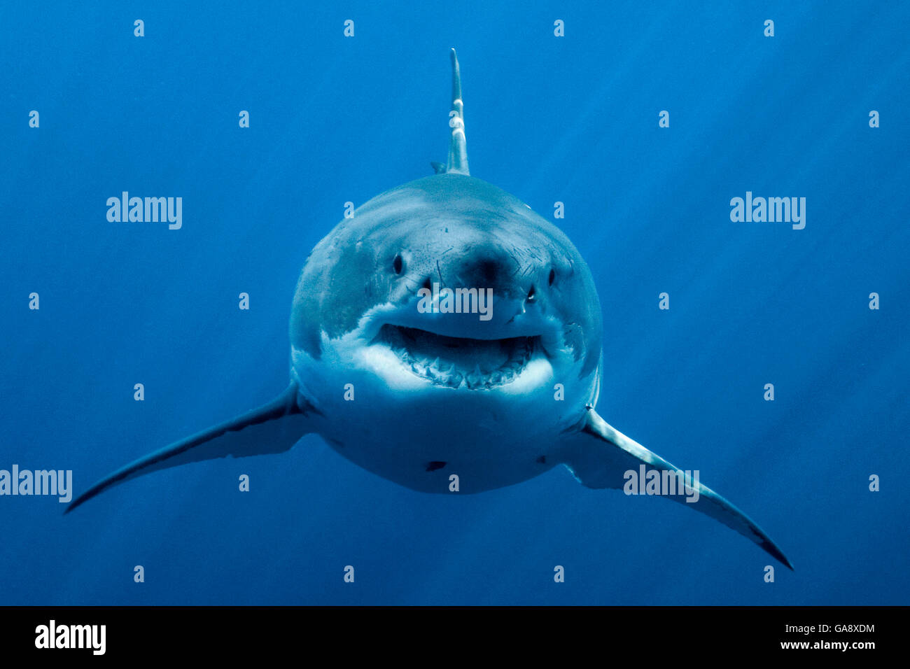 Il grande squalo bianco (Carcharodon carcharias) in acque aperte, isola di Guadalupe, in Messico. Oceano Pacifico. Foto Stock