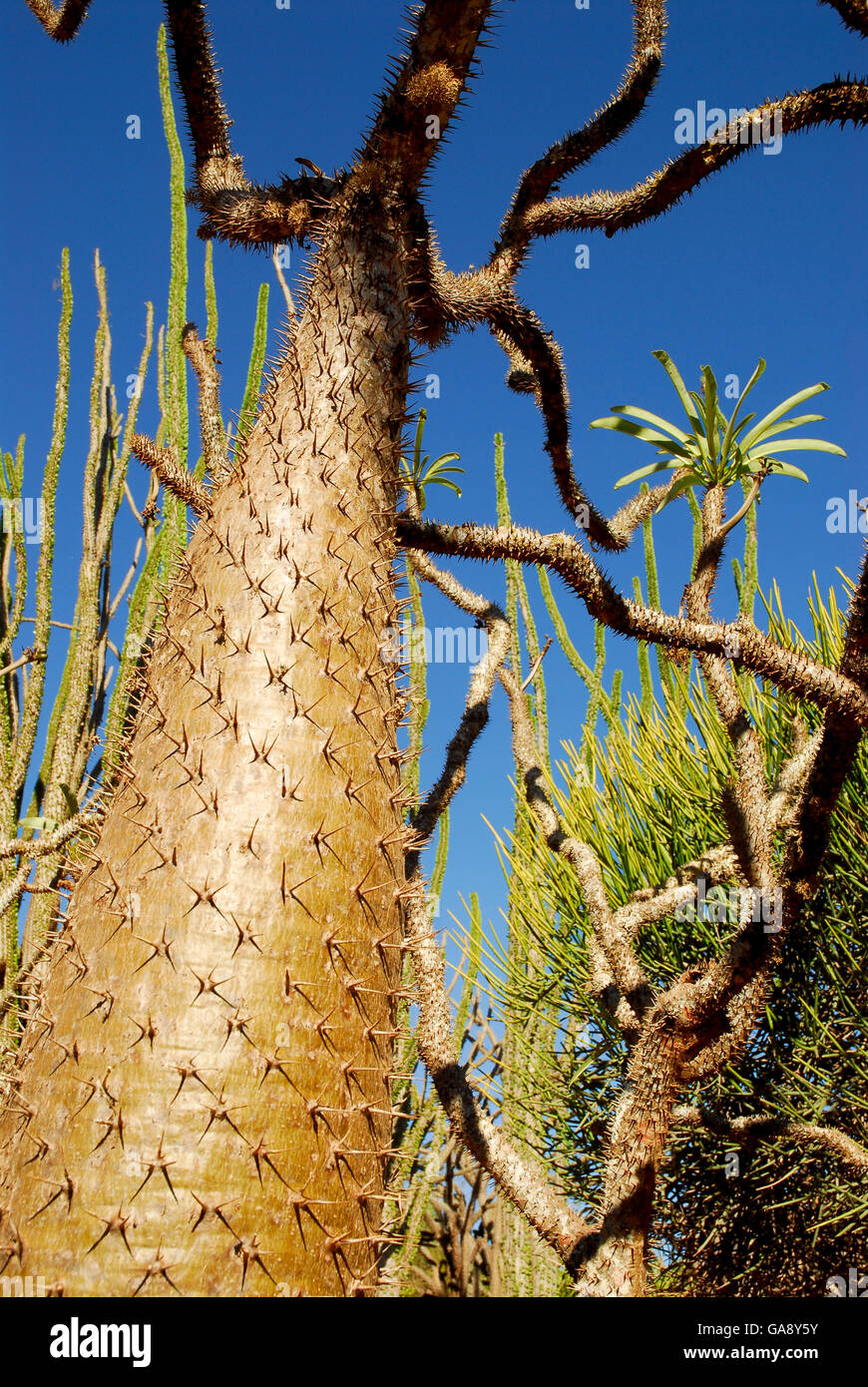 Spinosa tronco di albero (Pachypodium sp) Riserva Berenty, Madagascar. Foto Stock