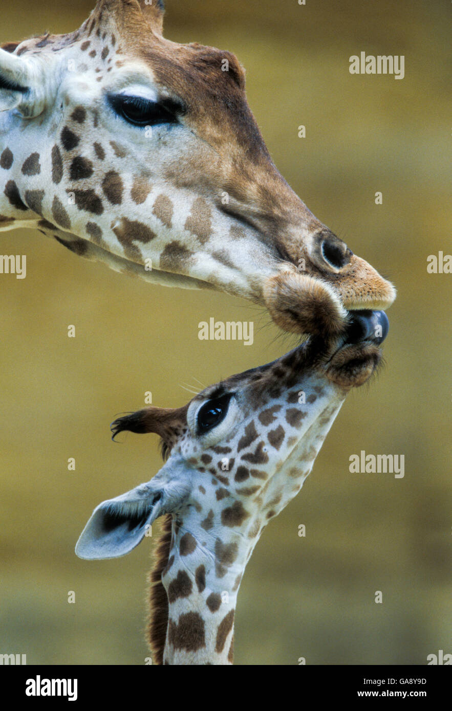 Africa occidentale (giraffa Giraffa camelopardalis peralta) la madre e il bambino nuzzling ogni altro. Bioparco Zoo de Doue la Fontaine, Francia. Captive, si verifica nel sud-ovest del Niger. Sottospecie minacciate di estinzione. Foto Stock