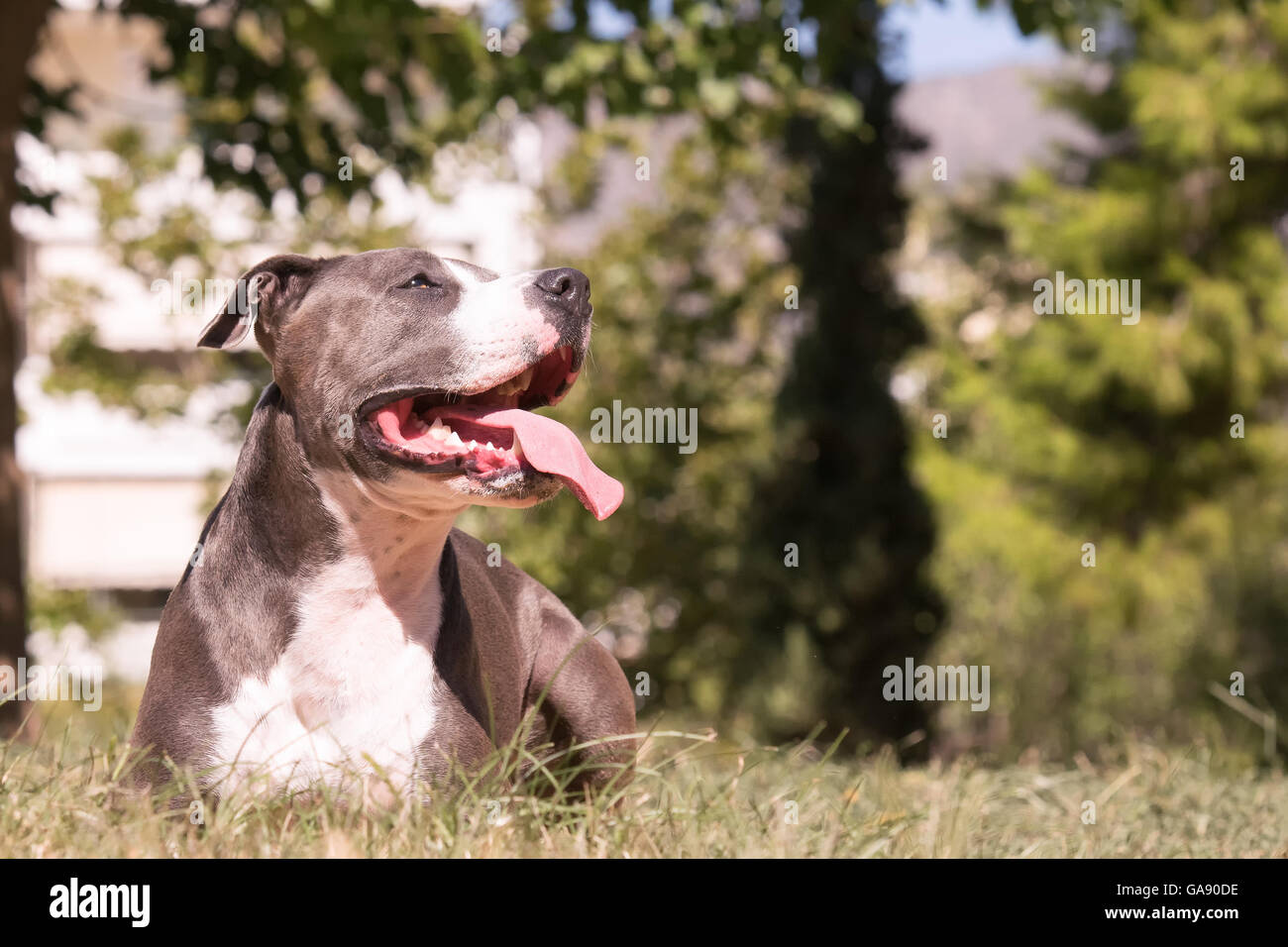 Bel momento di un cane in appoggio felice in un parco. Foto Stock