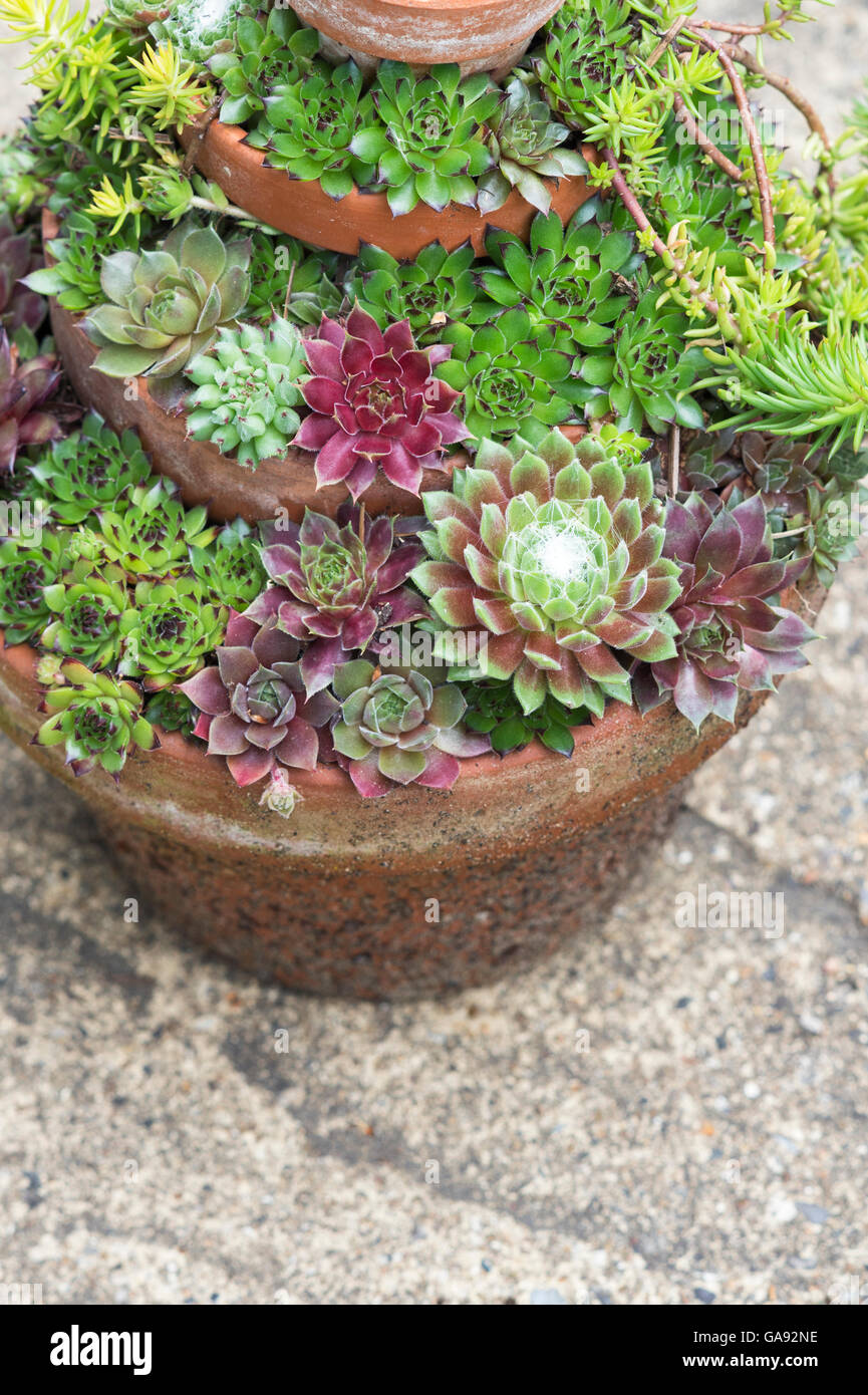 Sempervivum. Houseleeks in vasi di fiori Foto Stock