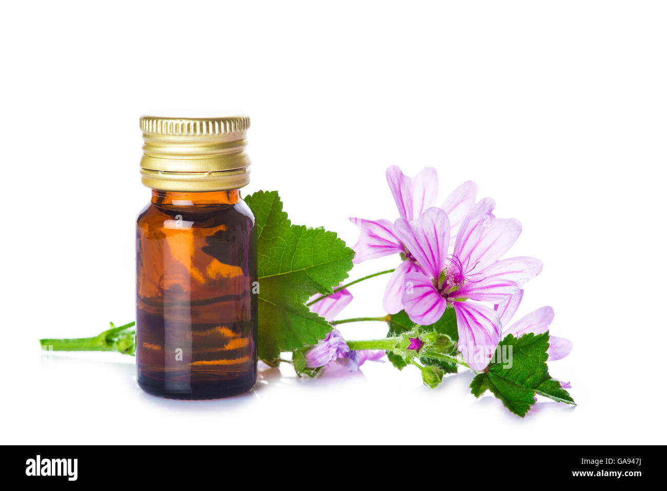 Malva extrac o olio essenziale in un piccolo vaso con fiori malva isolato su uno sfondo bianco Foto Stock