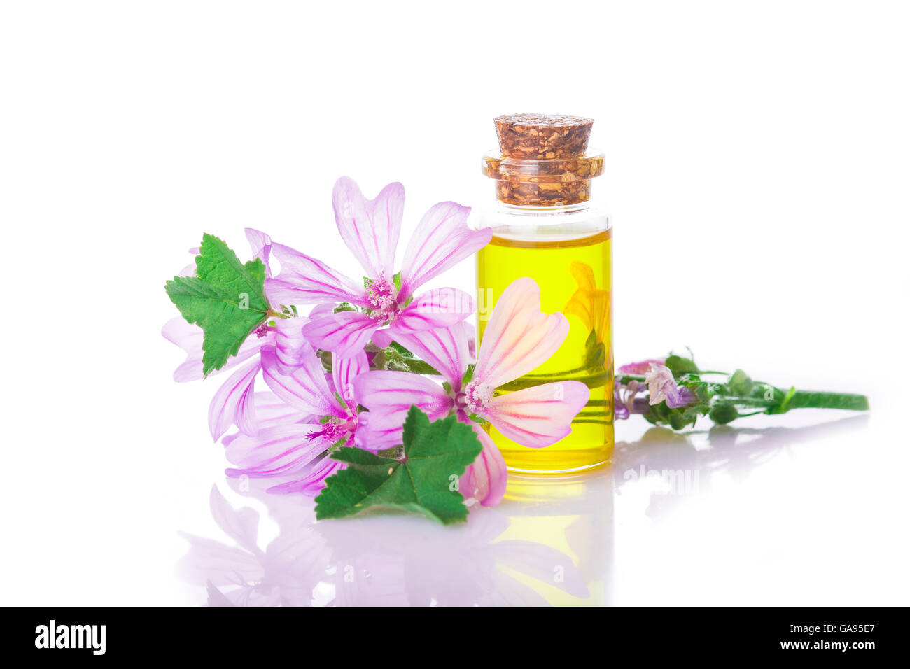 Malva extrac o olio essenziale in un piccolo vaso con fiori malva isolato su uno sfondo bianco Foto Stock