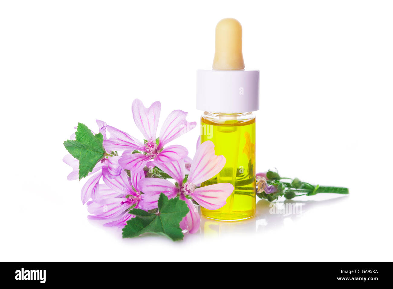 Flacone contagocce con malva malva estratto o olio essenziale isolato su uno sfondo bianco Foto Stock