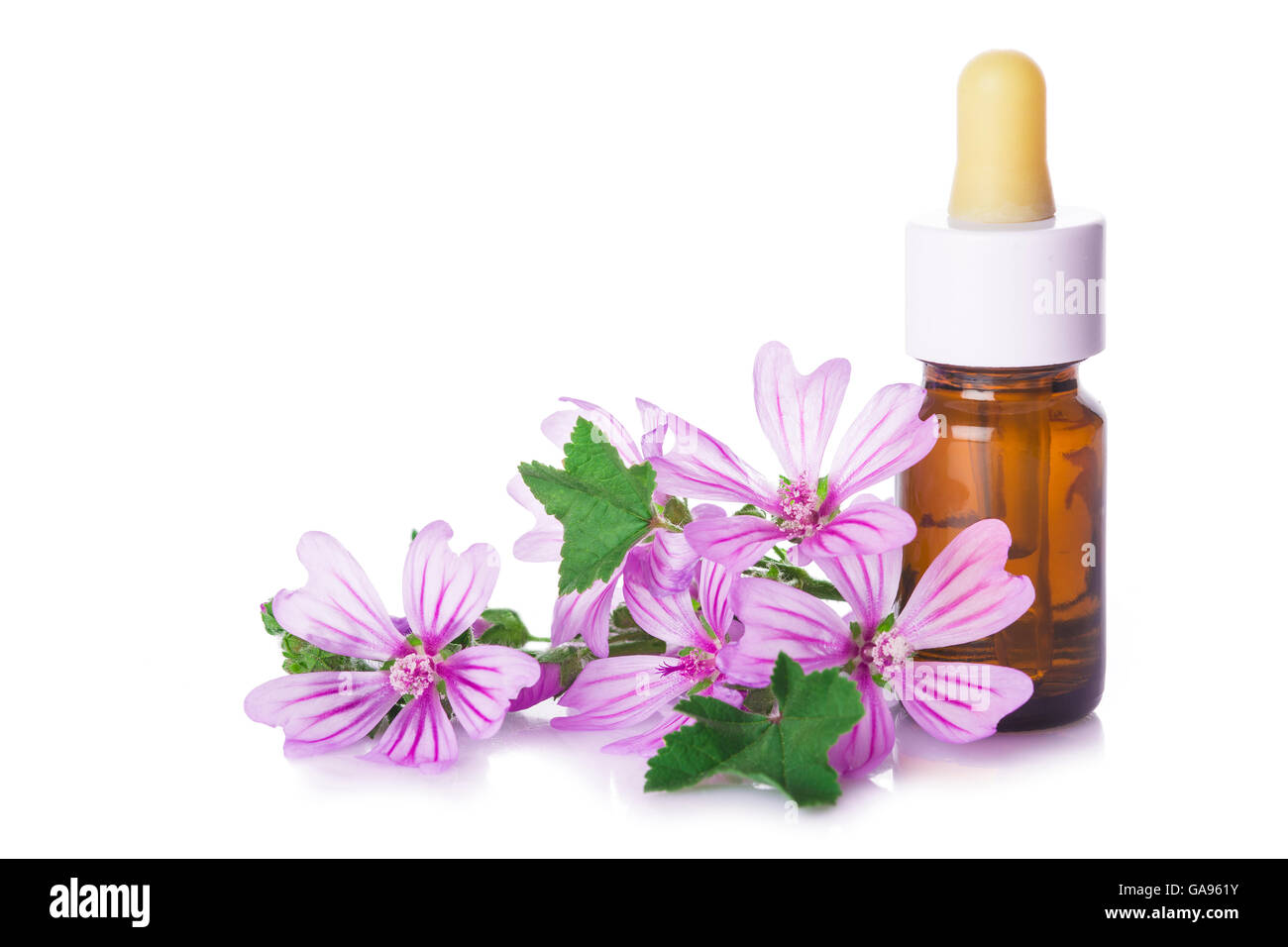 Flacone contagocce con malva malva estratto o olio essenziale isolato su uno sfondo bianco Foto Stock