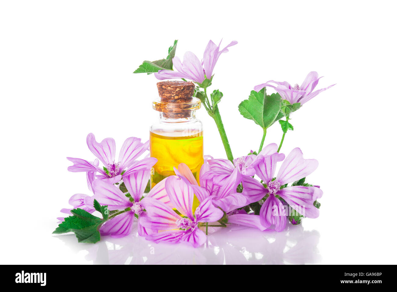 Malva extrac o olio essenziale in un piccolo vaso con fiori malva isolato su uno sfondo bianco Foto Stock